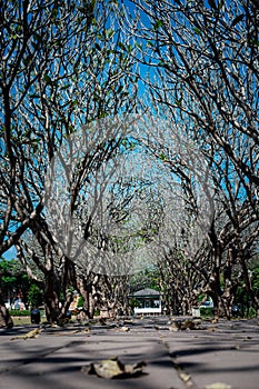 Concrete pathway or footpath covered with branches of bare trees tunnel, Nan Province, Thailand