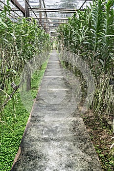 Concrete Pathway in orchid farm