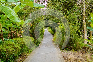 Concrete pathway or walkway in jungle forest