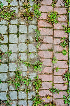 Concrete pavement on public pave way. Small square tiles. Urban pave with grass