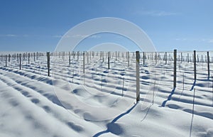 Concrete poles in winter