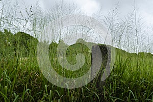 Concrete Post Amoung Tall Guinea Grass