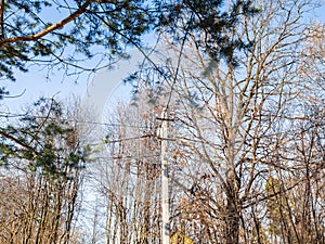 Concrete power line pole with wires between trees