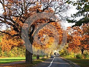 A concrete road passing through a forest during fall season