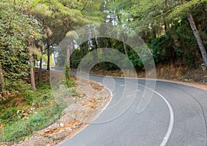 Concrete road with a white lane going through a pine tree forest