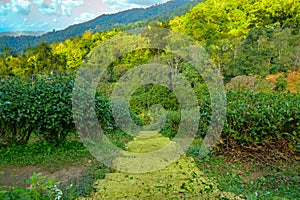 Concrete staircase walkway in a tea plantation on high mountain with natural views