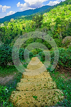 Concrete staircase walkway in a tea plantation on high mountain with natural views