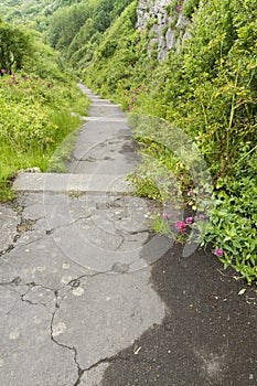 Concrete steps on an overgrown path.