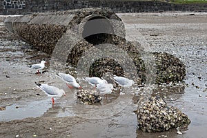 Concrete stormwater pipe draining rain water into sea
