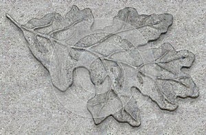 Concrete stucco oak leaf 3d rendering