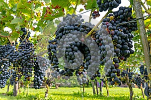 Concrete tanks eggs. Visit of undergrounds caves, traditional producing of champagne wine in Cote des Bar, Aube, south of