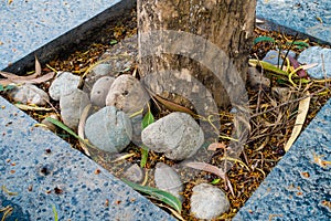 Concrete tile around a base of a tree on a side walk. Dehradun City, India