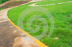 concrete walk way with small grasses.