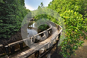 Concrete walkway in mangrove forest on Koh Chang island