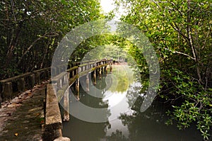 Concrete walkway in mangrove forest on Koh Chang island