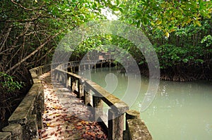 Concrete walkway in mangrove forest on Koh Chang island