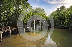 Concrete walkway in mangrove forest on Koh Chang island