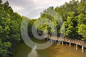 Concrete walkway in mangrove forest on Koh Chang island