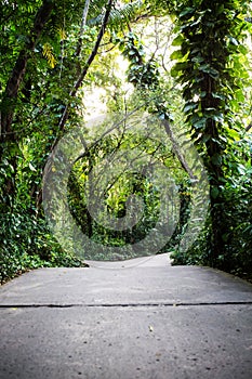 Concrete walkway in the tropical garden.