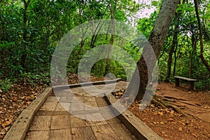 Concrete walkway on a wild journey