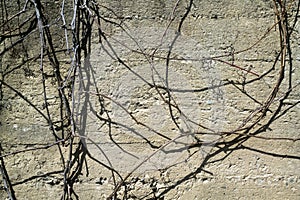 Concrete wall with dry twigs in sunlight