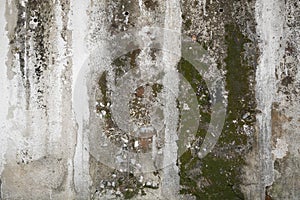 Concrete wall with grunge texture and moss green algae , texture