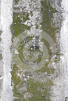 Concrete wall with grunge texture and moss green algae , texture