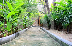 Concrete way and both side of lush foliage.