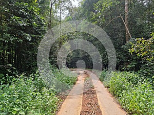 Concrete way  through forest in silent  valley national park in Palakkad, Kerala, India.