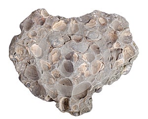 Concretion with fossilized sea shells family Donax bivalve.