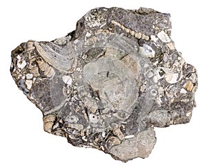 Concretion with fossilized sea shells family Turritellidae and Donax bivalve.