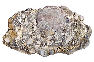 Concretion with fossilized sea shells Turritellidae family.