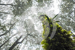 Condition of the forest in the rain forest on Inthanon National Park.