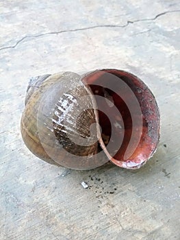 The condition of the golden snail shell is empty with a gaping hole. photo