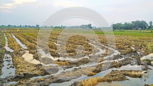 condition of rice fields that have been harvested
