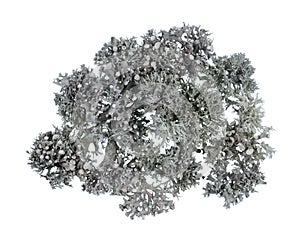 Conditional abstract model  of coronavirus covid 19  made of dry forest blue  lichen  isolated