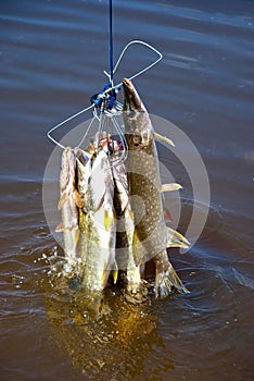 Lots of pike in the water