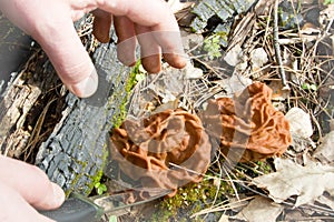 Conditionally edible Gyromitra Morel mushroom at nature background with hands and knife close up