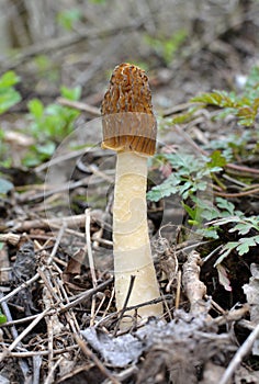 Conditionally edible mushroom Verpa bohemica grows in the spring forest