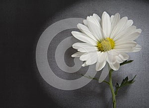 Condolence card - white flower in detail