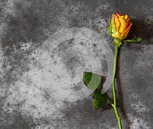 Condolence card with yellow rose