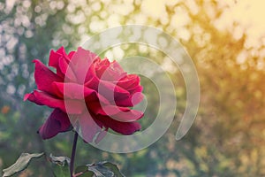 Condolences and sympathy red rose background