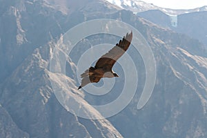 Condor photo