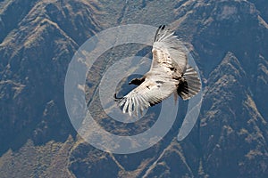 Condor photo