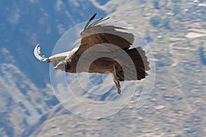 Condor photo