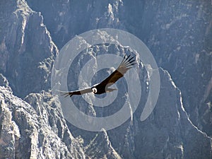 Condor photo