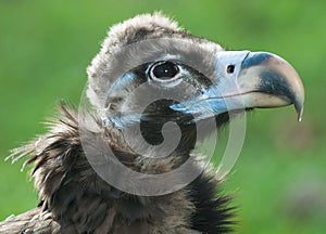 Condor photo