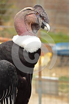 Condor Andino - Vultur gryphus photo