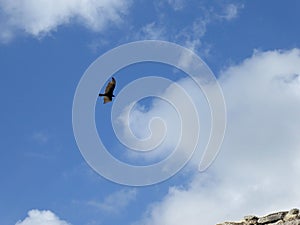 Condor bird over Maya pyramid temple Chichen Itza ruins in Yucatan, Mexico photo