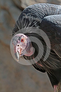 Condor